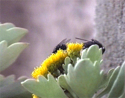 two flys on a flower